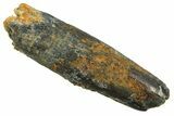 Fossil Sauropod Dinosaur (Titanosaur) Tooth - Morocco #298727-1